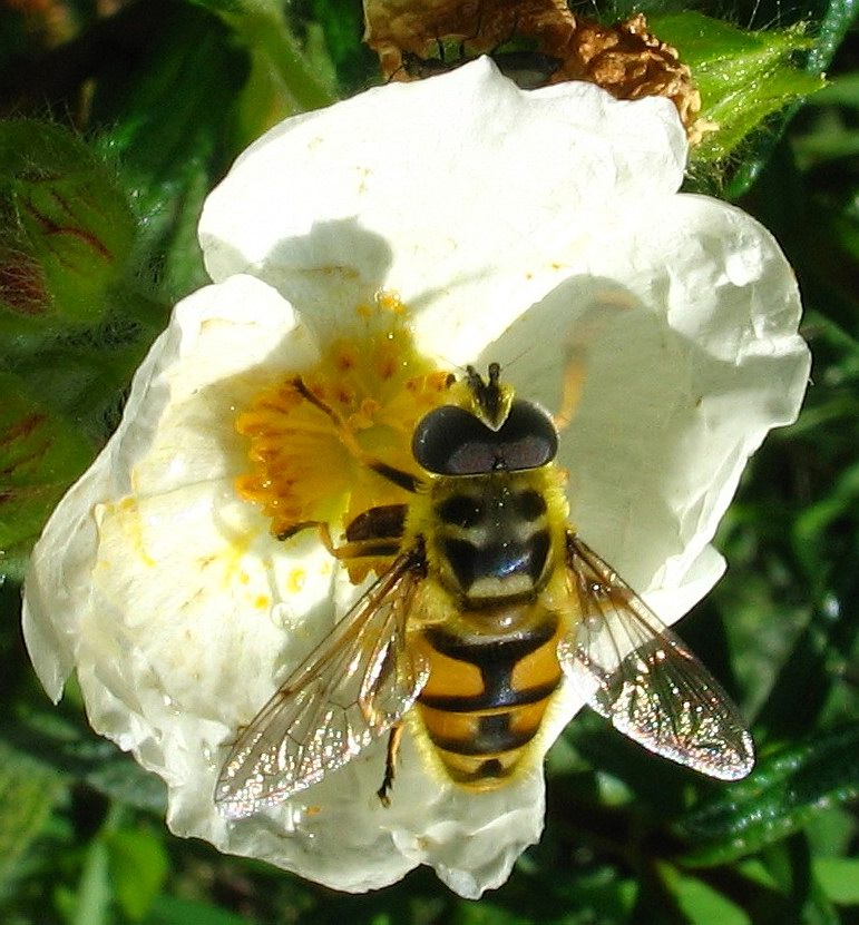 APE BATMAN! (Myathropa florea)